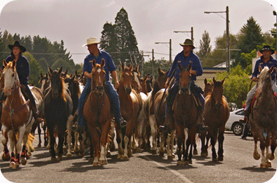Driving wild horses through Raetihi to the Raetihi Rodeo